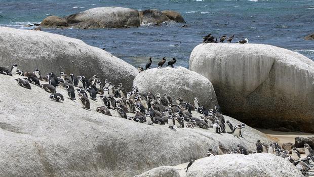 Eine der Attraktionen von Kapstadt ist die Pinguinkolonie in Simons Town am Ufer der False Bay. In diesem Küstenabschnitt befinden sich viele Granitfelsen, die dem Strand ihren Namen gaben.